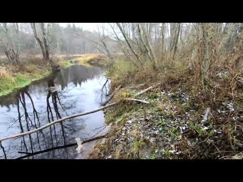 Видео: Лесная микро речка. Новые места.