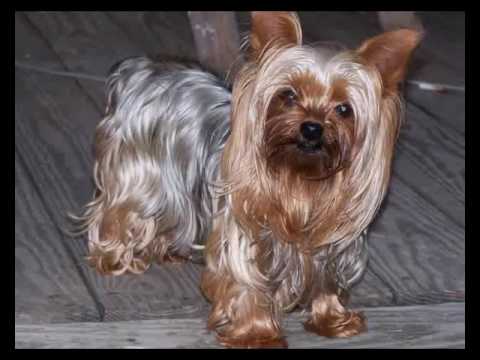 Видео: Домашний питомец (выпуск 21)( Йоркширский терьер  Модный приГАВор) (РИА Биробиджан)