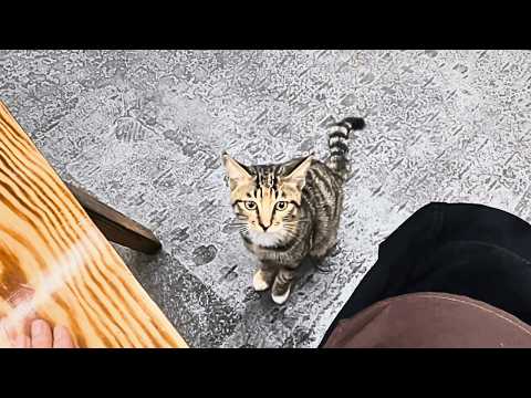 Видео: «Можно мне посидеть?» У входа в магазин вдруг появилась вежливая и ласковая бездомная кошка.