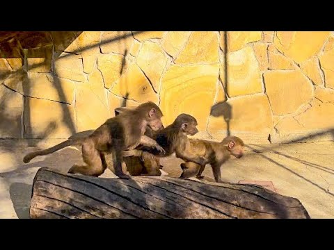 Видео: Степка с Люськой и Маней носятся друг за другом, а к нам с папой ДАЖЕ НЕ ПОДХОДЯТ!