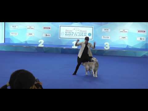 Видео: ЕВРАЗИЯ 2017 | Танцы с собаками | Волков Илья и ЧЕВИС СМАЙЛ ЛЕЙДЕН