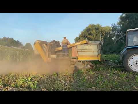 Видео: За годинку викопали всю бараболю.., сидимо і згадуємо як колись копали майже тиждень....