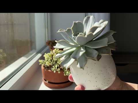 Видео: Оставила растения для уюта