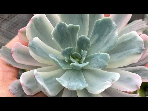 Видео: Распаковка суккулентов