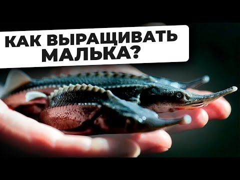 Видео: БИЗНЕС НА ВЫРАЩИВАНИИ МАЛЬКА. Как Спроектировать и Построить Мальковую ферму УЗВ?