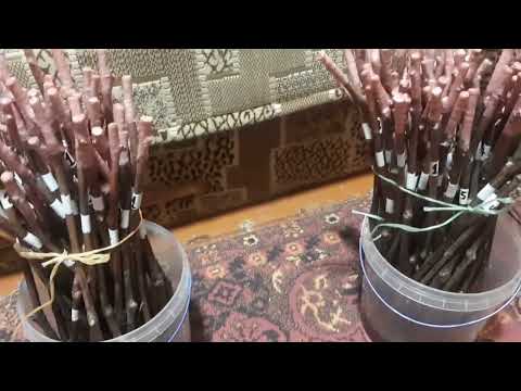 Видео: Размещаем настольные прививки винограда для сращивания в стратификационную камеру