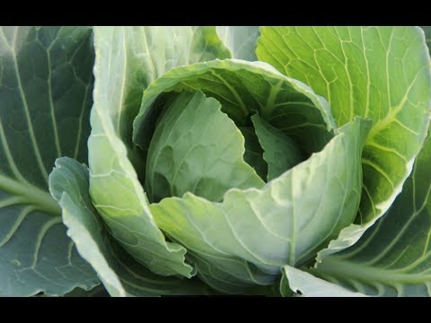 Видео: Коротко о Важном. Выращивание Капусты.  Как Получить Отличный Урожай.