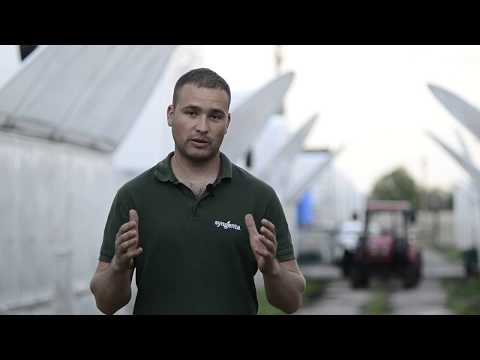 Видео: КАК УДАЛИТЬ ЛИСТ НА ОГУРЦАХ! НЕВЕРОЯТНАЯ ТЕХНОЛОГИЯ ОГУРЦА!