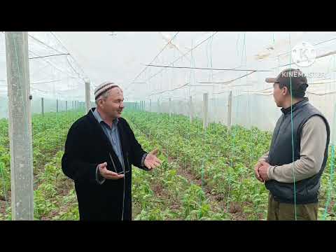 Видео: Натиҷаи биогумус дар помидор аз даҳони деҳқонбобо тел:+992931599222