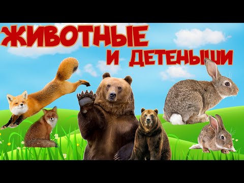 Видео: ДИКИЕ ЖИВОТНЫЕ и их детеныши. Развивающее видео со звуками зверей для детей