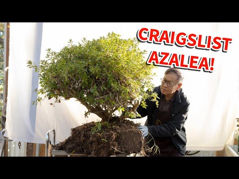Видео: Мы спасли эту заброшенную азалию с Craigslist. Посмотрите, как мы превратили её в потрясающий бон...