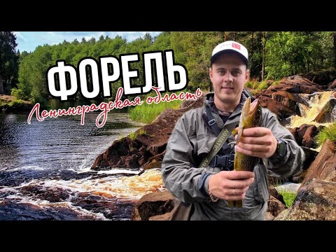 Видео: Дикая форель. Ловля форели в Ленинградской области на лесной речке.