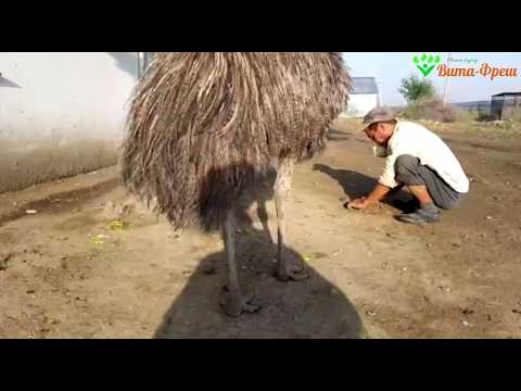 Видео: Последствия сильного ветра 08 05 2020 Вита Фреш