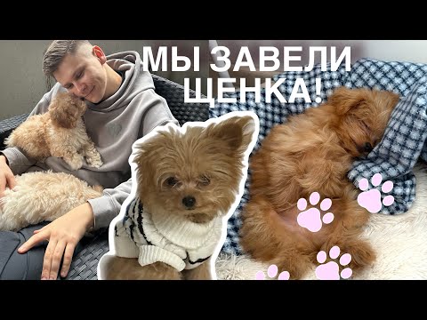 Видео: Теперь я DOG MOM 🐾| Первые дни с Барни| Как решились на покупку собаки