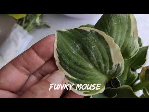 Видео: Хосты из питомника Francen Hostas... пополнение моей коллекции 2024..#hosta #коллекция #хоста #сорта