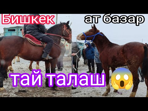 Видео: 24-Февраль Бишкек ат базар тай талаш мушташ😱 кунандар шыр соода Болат🔥🔥🔥