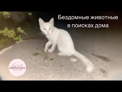 Видео: Бездомные животные в поисках дома