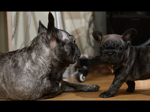 Видео: Подготовка щенков к прививкам