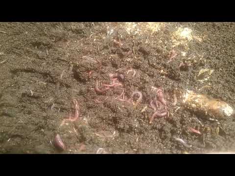 Видео: ЧЕРВИ СТАРАТЕЛЬ