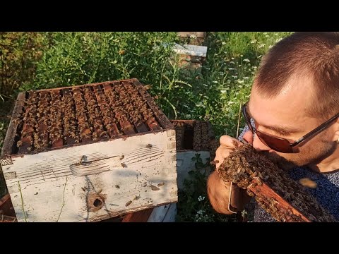 Видео: С какви търтеи си оплождам майките