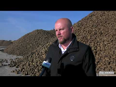 Видео: Заготовка сахарной свеклы на Скидельском сахзаводе