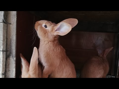 Видео: Шаруашылыққа шолу 😀, Қоян бағу, тауық бағу. 🐇🐔