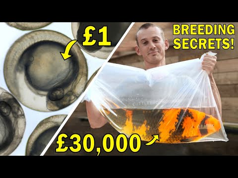 Видео: Как разводить дорогих японских рыбок кои (пошаговый документальный фильм)