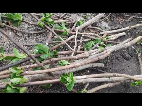 Видео: Обрезка крупнолистной гортензии 🌿🌸🌿🌸