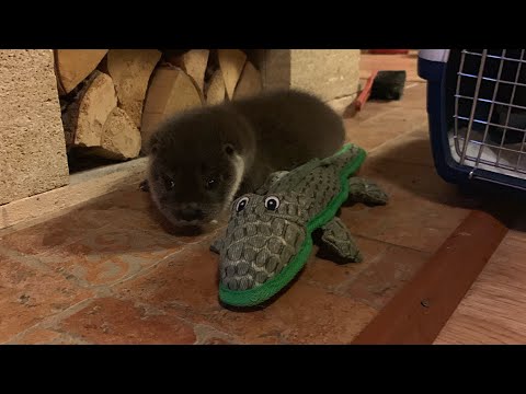 Видео: Выдра, норка и сова