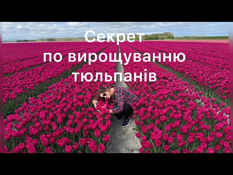Видео: Нідерланди / секрет по вирощуванню тюльпанів