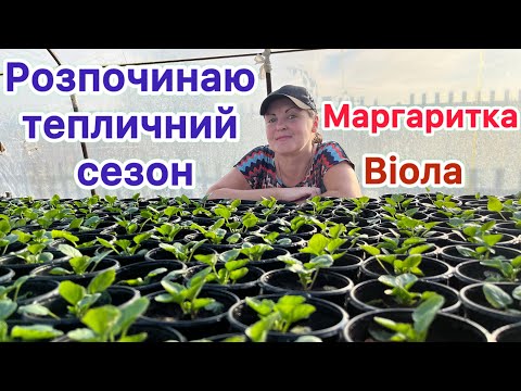 Видео: Розпочинаю тепличний сезон. Маргаритка. Віола