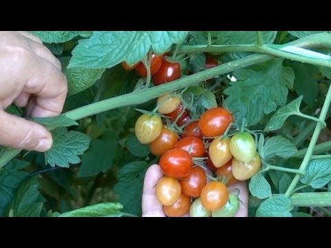 Видео: Как вырастить помидоры дома из семян.