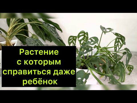 Видео: Растение ￼ с которым справиться даже ребёнок! ￼/ омоложение ￼#аглаонема и #монстера ￼￼