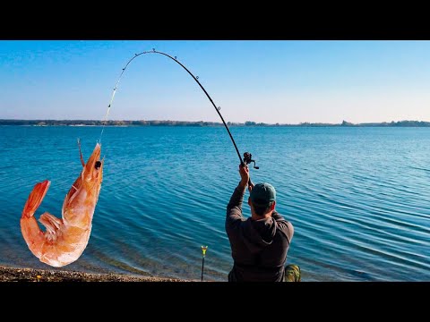 Видео: ЛЕЩ на Креветку? РЫБАЛКА ПИКЕРОМ на Водохранилище! Пикер, фидер для Начинающих!