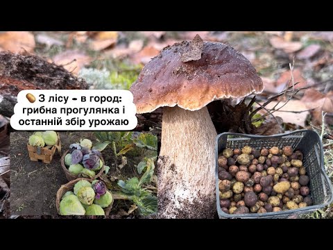 Видео: 2 листопада 2025 р.