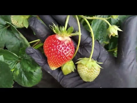 Видео: Коли висаджують ?  🍓 НСД 🍓 #полуниця #ремии #нейтрал #ягода #врожай #вирощування #саджанці #розсада