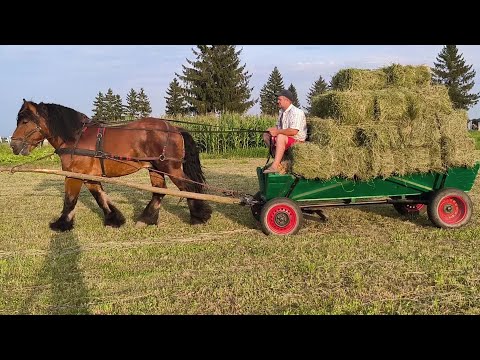 Видео: ВСЕ --- З СІНОМ КВІТКА/ДЛЯ ІГІ ГОДІВЛЯ НА ЗИМУ ВЖЕ ЗАГОТОВЛЕНА.