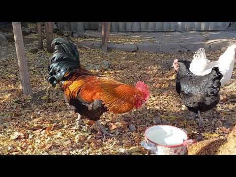 Видео: Как куры реагируют на яблочный уксус? ASMR