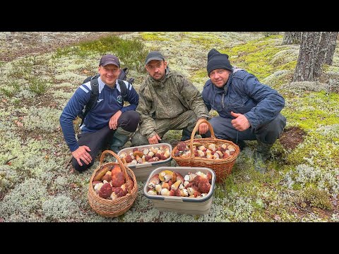 Видео: МЕЧТА ГРИБНИКОВ СБЫЛАСЬ! НАБИЛИ ТАРУ БОРОВИКАМИ, ЧТО ЕЛЕ ВЫНЕСЛИ ИЗ ЛЕСА | СОСНОВЫЙ БЕЛЫЕ ГРИБЫ 2025