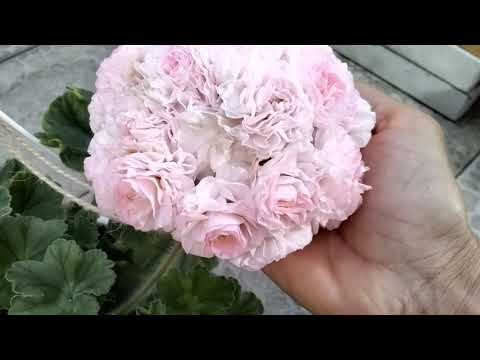 Видео: #167.Идеальная пеларгония! Сорт шедевр!