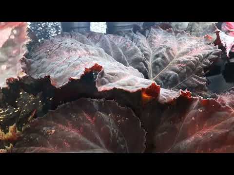 Видео: Вечернее видео бегоний