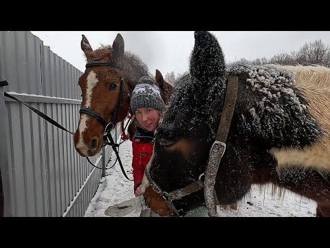 Видео: Как дела на ферме | По лесу на лошадях