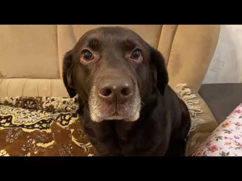 Видео: Лабрадор - не только голова два уха