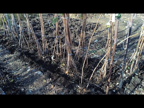 Видео: подготовка кустов малины к зиме