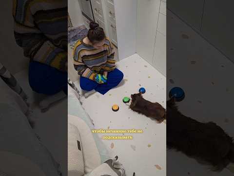 Видео: 🐕 Какой цвет? 🟡🟢🔵