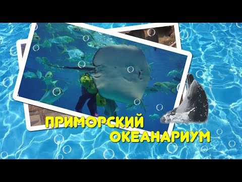 Видео: Приморский океанариум - ШОУ кормление скатов.