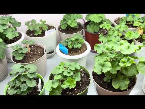 Видео: Мой новый стеллаж. Герань готова к зиме