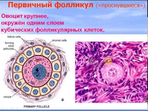 Видео: Женская половая система - 1. Видео лекция С.М.Зиматкин (27)