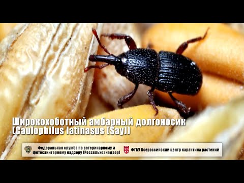 Видео: Широкохоботный амбарный долгоносик (Caulophilus latinasus (Say))