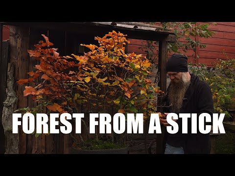 Видео: Бонсай-лес из палки - развитие за 8 лет.